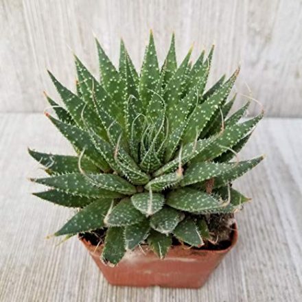 Aloe aristata фото