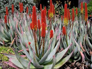 Aloe Petricola