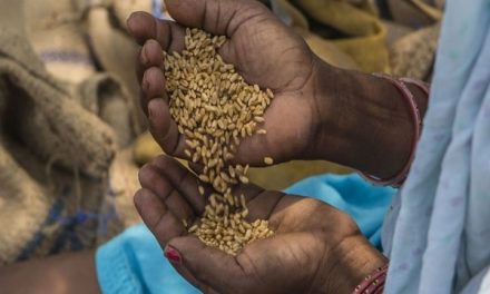 Cabinet increases Minimum Support Prices for wheat by 2%