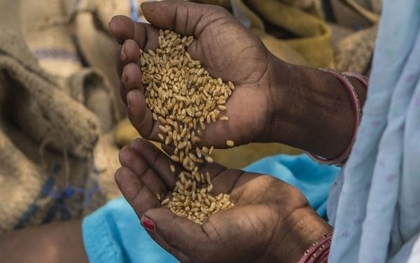 Cabinet increases Minimum Support Prices for wheat by 2%